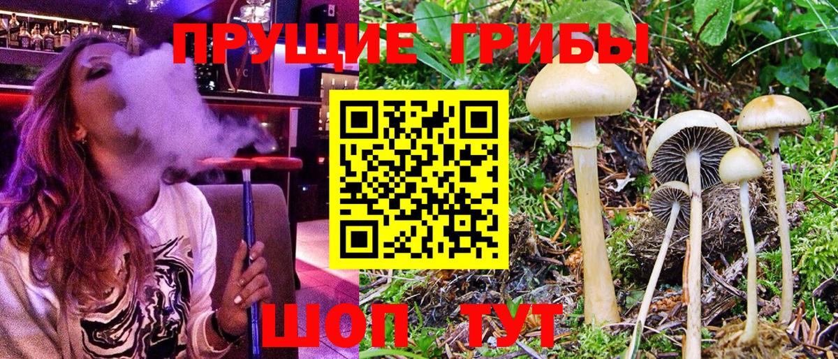 Галлюциногенные грибы мухоморы  Псилоцибиновые грибы GOLDEN TEACHER  Светлоград  даркнет сайт  Вход с VPN 